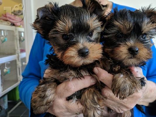 PoulaTo: Yorkshire Terriers προς πώληση